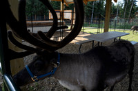 Reindeer at Chena Outdoor Collective