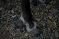 Reindeer at Chena Outdoor Collective