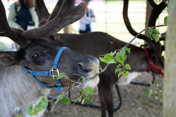 Reindeer at Chena Outdoor Collective