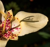 Giverney Yellow Flower & Shadow