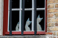Three Porcelain cats in a Bruges window