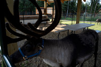 Reindeer at Chena Outdoor Collective