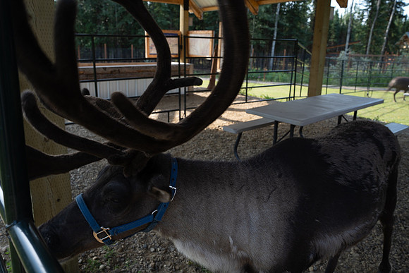 Reindeer at Chena Outdoor Collective