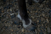 Reindeer at Chena Outdoor Collective