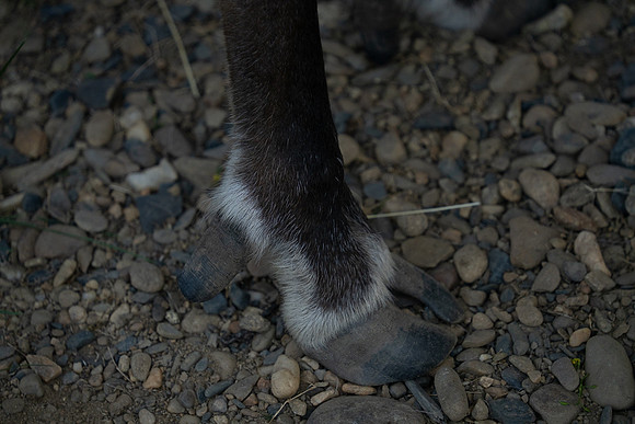 Reindeer at Chena Outdoor Collective