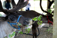 Reindeer at Chena Outdoor Collective