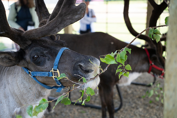 Reindeer at Chena Outdoor Collective