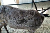 Reindeer at Chena Outdoor Collective