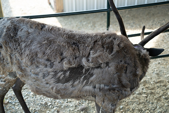 Reindeer at Chena Outdoor Collective