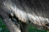 Reindeer at Chena Outdoor Collective