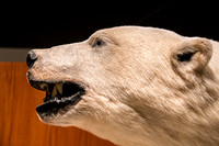 Polarbear (museum)