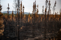 Forest decimated by bark beetle infestation