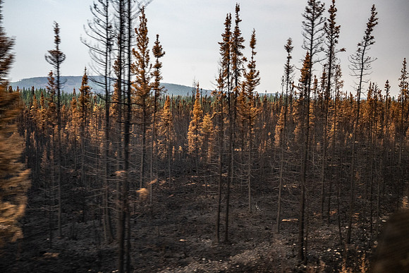 Forest decimated by bark beetle infestation