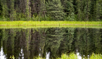 Reflecting forest, Denal NP
