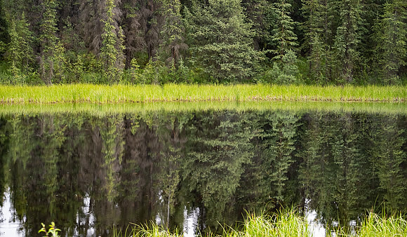 Reflecting forest, Denal NP