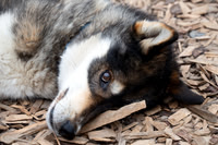 Alaskan Husky, Squid Acres Kennel, AK