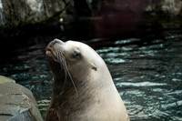Sea Lion, Alaska Sealife Center, Seward AK