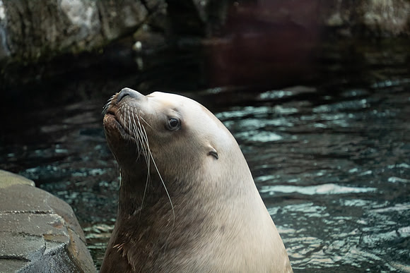 Sea Lion, Alaska Sealife Center, Seward AK
