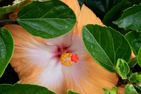 Unknown Flower.  Devenport, NZ