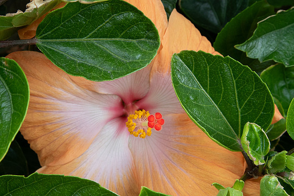 Unknown Flower.  Devenport, NZ