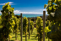 Grapes with a sea view