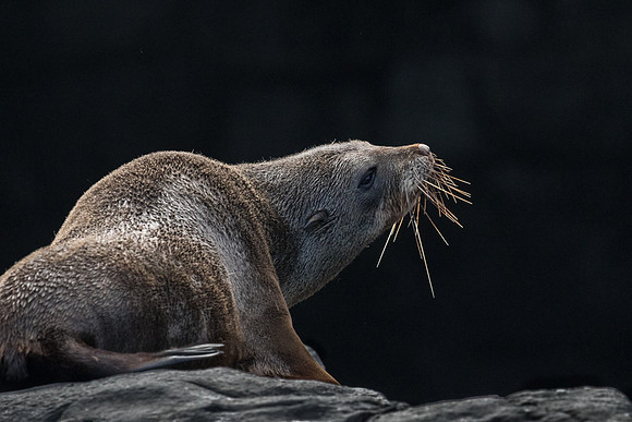 Sea Lion, Banks Peninsula, NZ