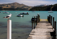 Seagull and dock