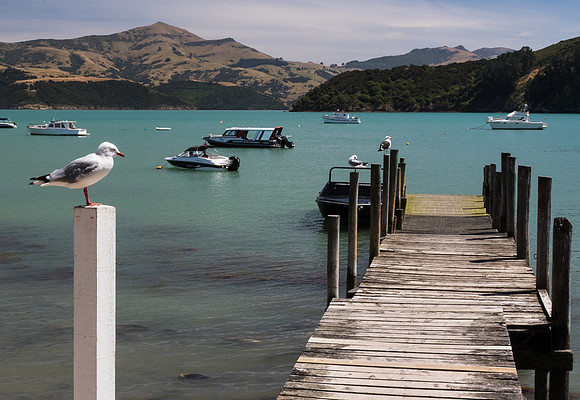 Seagull and dock