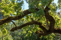 Shady Oak