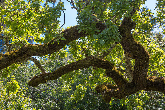 Shady Oak