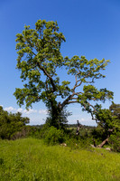 Windy Hill Oak