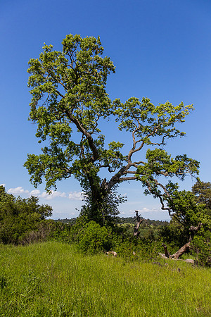 Windy Hill Oak