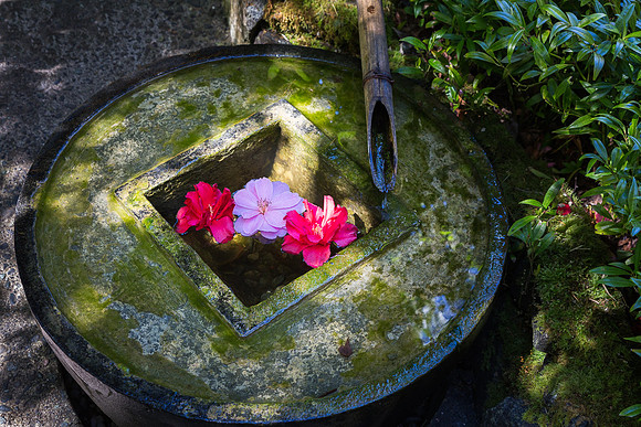 Garden Tranquility