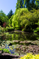 Lilies in Butchart Pond