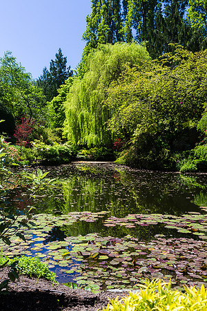 Lilies in Butchart Pond