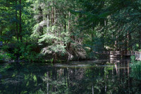 Lower Pond, Capilano park