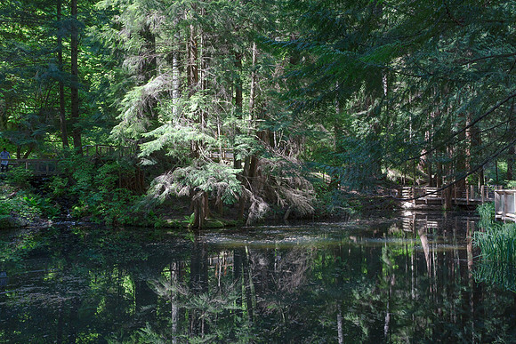 Lower Pond, Capilano park