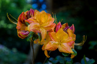 Deciduous Azalea in Butchart Gardens #1