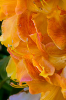 Deciduous Azalea in Butchart Gardens #2