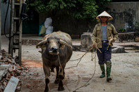 Walking Water Buffalo through Duong Lam Street, Vietnam