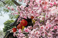 Lanterns and Cherry Blossoms, Hanoi