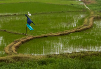 Blowing in the Wind over rice paddy north Vietnam