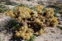 Gander's Cholla, Anza-Borrego SP, CA