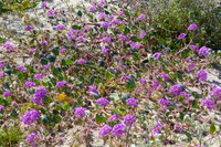 Desert sand verbena,  Anza-Borrego SP, CA