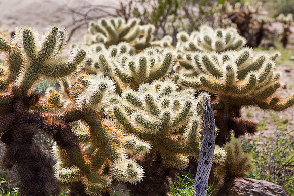 Teddy Bear Cholla Cactus,  Anza-Borrego SP, CA #2