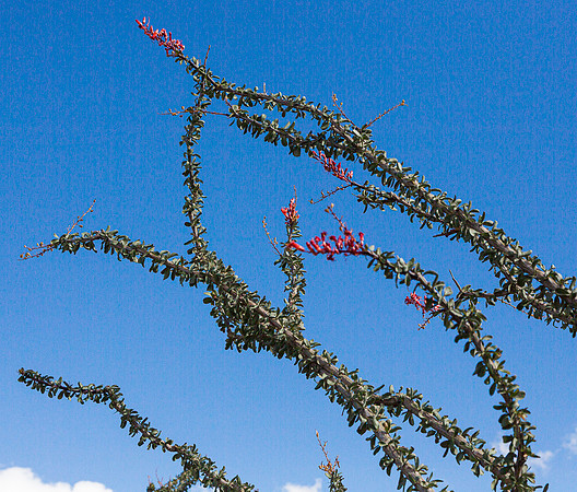 Octillo in bloom, an-Borrego SP CA