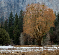 Last remant of fall.  Yosemite