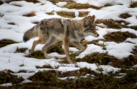 Coyote at Yosemite
