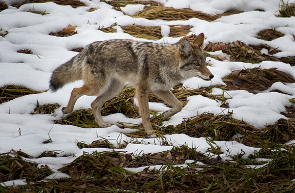Coyote at Yosemite