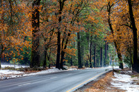 Fall & winter colors on Nothside Drive, Yosemite